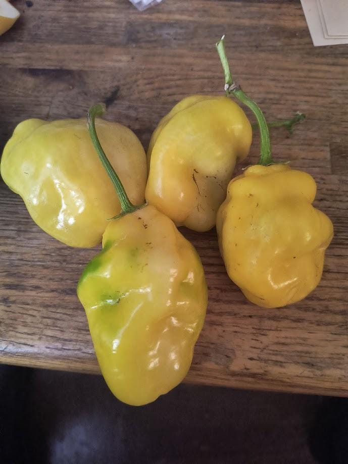 Jumbo Yellow Rocoto Manzano Pepper Seeds: Heirloom Chili - Etsy