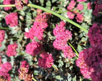 Red Ranger Buckwheat Eriogonum Grande Var. Rubescens seeds