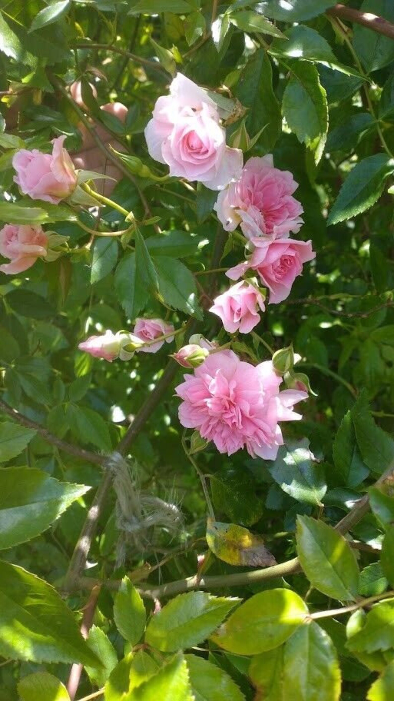 Heritage Rambling Roses Mel's Heritage Rose, Rambler, Climber, Bare Root Plant - Etsy