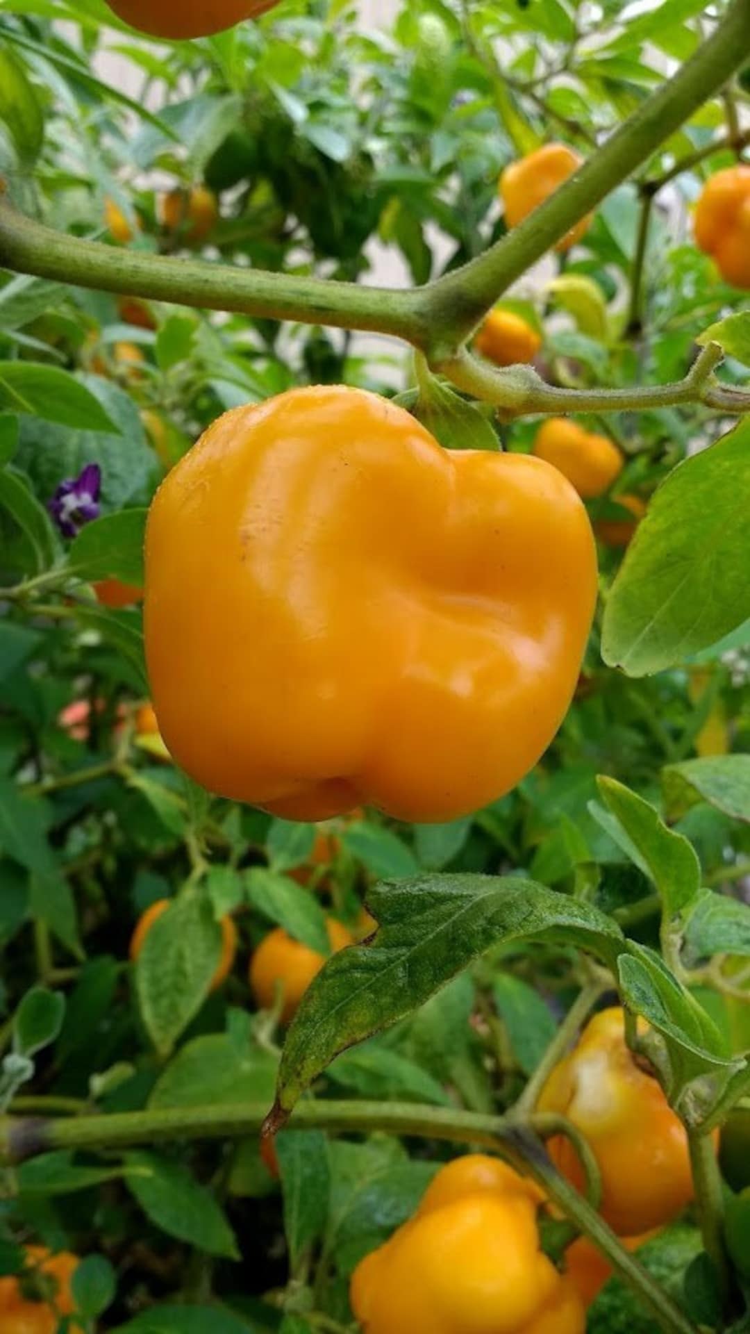 Orange Manzano Pepper Seeds - Rocoto Chile - Heirloom Capsicum ...