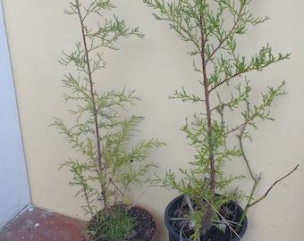Monterey Cypress Cupressus macrocarpa bare root plant 14-16" for bonsai or yard