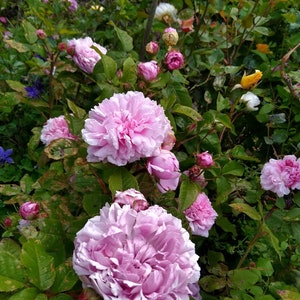 Jacques Cartier bare root 2 year old rose plant