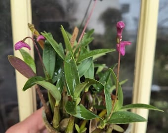 dendrobium kingianum orchid 2 yr bare rooted mic flower color (pink, and or majenta)