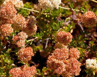 CA Boekweitplant (DWERG) Eriogonum fasciculatum 'Theodore Payne' plant