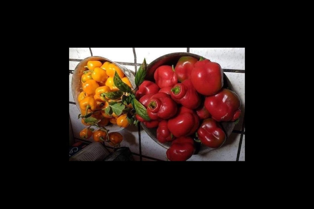 Manzano Rocoto Pepper Seeds: Orange & Red, Heirloom Variety (24 Seeds ...