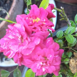 May include: A cluster of vibrant hot pink rose blossoms with multiple layers of delicate petals and yellow centers, growing on a green stem with small serrated leaves, positioned within a dark container filled with soil and organic matter.