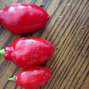 Red Teardrop Rocoto Chilie seeds (24) FREE SHIPPING