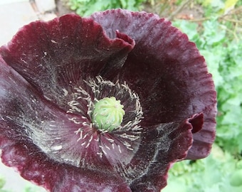 Nasiona maku pospolitego Papaver Somniferum: Kwiat maku chlebowego - Mieszane kolory