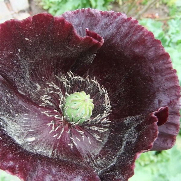 Breadseed poppy flower seeds-Papaver Somniferum FREE shipping to USA (International 1.40)