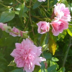 Mel's Heritage rose, rambler, climber, bare root plant