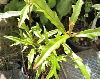 Water Oak tree 2 years old