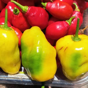 Jumbo Yellow Rocoto Manzano seeds 24 free shipping
