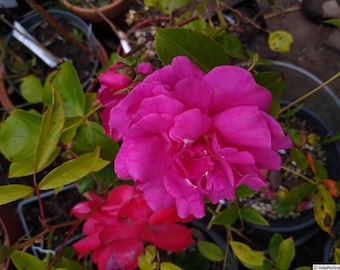Windermere red climbing 2-year-old rose plant bare root