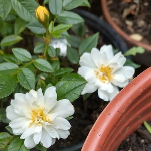 May include: A potted rose plant featuring two fully bloomed white flowers with yellow centers and one unopened yellow rosebud. The plant has dark green serrated leaves and is situated in a dark container next to a curved terracotta-colored rim.