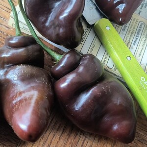 Brown Rocoto Pepper Seeds: Capsicum Pubescens, Manzano Chile (20)