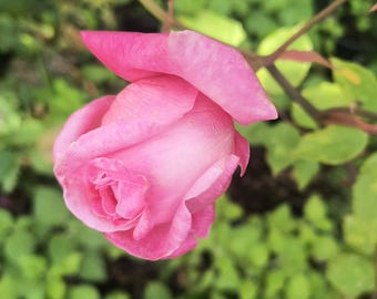 May include: A single pink rose blossom in a partially opened state, featuring soft, layered petals that transition from a deeper pink at the center to a lighter, delicate shade at the edges, attached to a thin, green stem with small leaves.