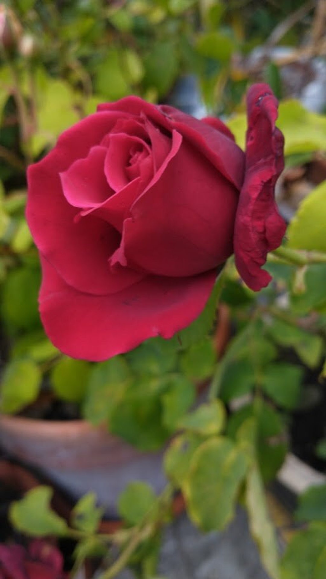 Crimson Glory Rose Plant Bare Root - Etsy