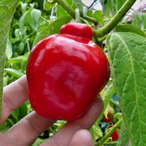 Red Lg Manzano/Rocoto Seeds (24 seeds) Free shipping!
