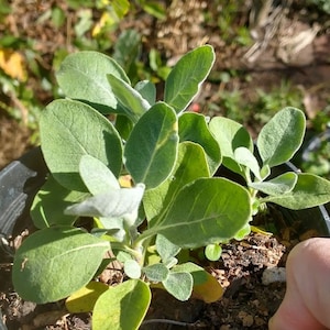 May include: A small potted plant with large, rounded green leaves. The leaves have a slightly fuzzy texture and are arranged around a central stem. The pot is black, and the soil is visible. The background is blurred, suggesting an outdoor setting.