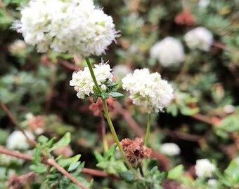 Seacliff Buckwheat Seeds (eriogonum Parvifolium - Etsy
