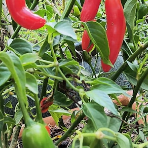Nasiona pieprzu serrano (15+)