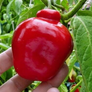 Red Manzano Rocoto Pepper Seeds: Heirloom Capsicum Pubescens (24 Seeds)