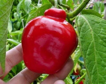 Red Manzano Rocoto Pepper Seeds: Heirloom Capsicum Pubescens (24 Seeds)