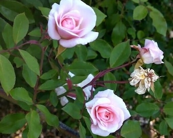 Bloomfield Abundance classic rose plant bare root