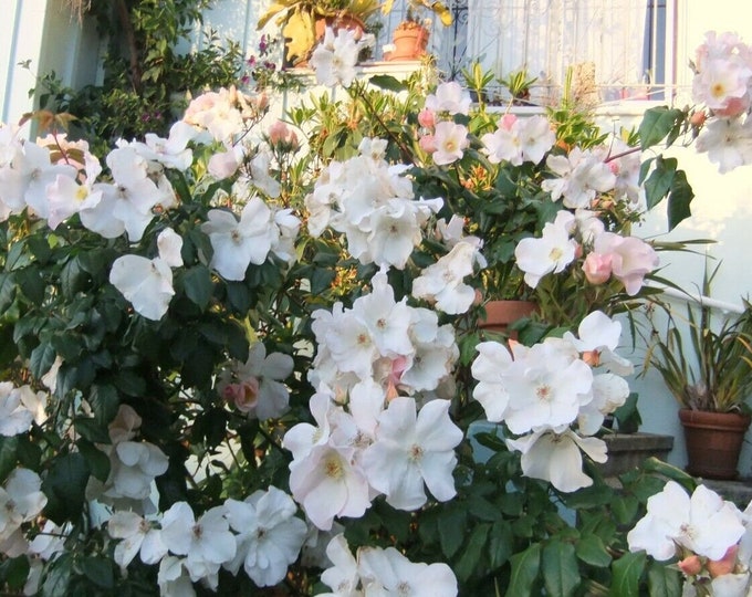 Sally Holmes Rose Bush Bare Rooted Etsy