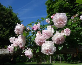 May include: A display of light pink and white roses in full bloom, cascading from a wooden structure. The roses have multiple layers of petals and are set against a backdrop of green foliage and a clear blue sky.
