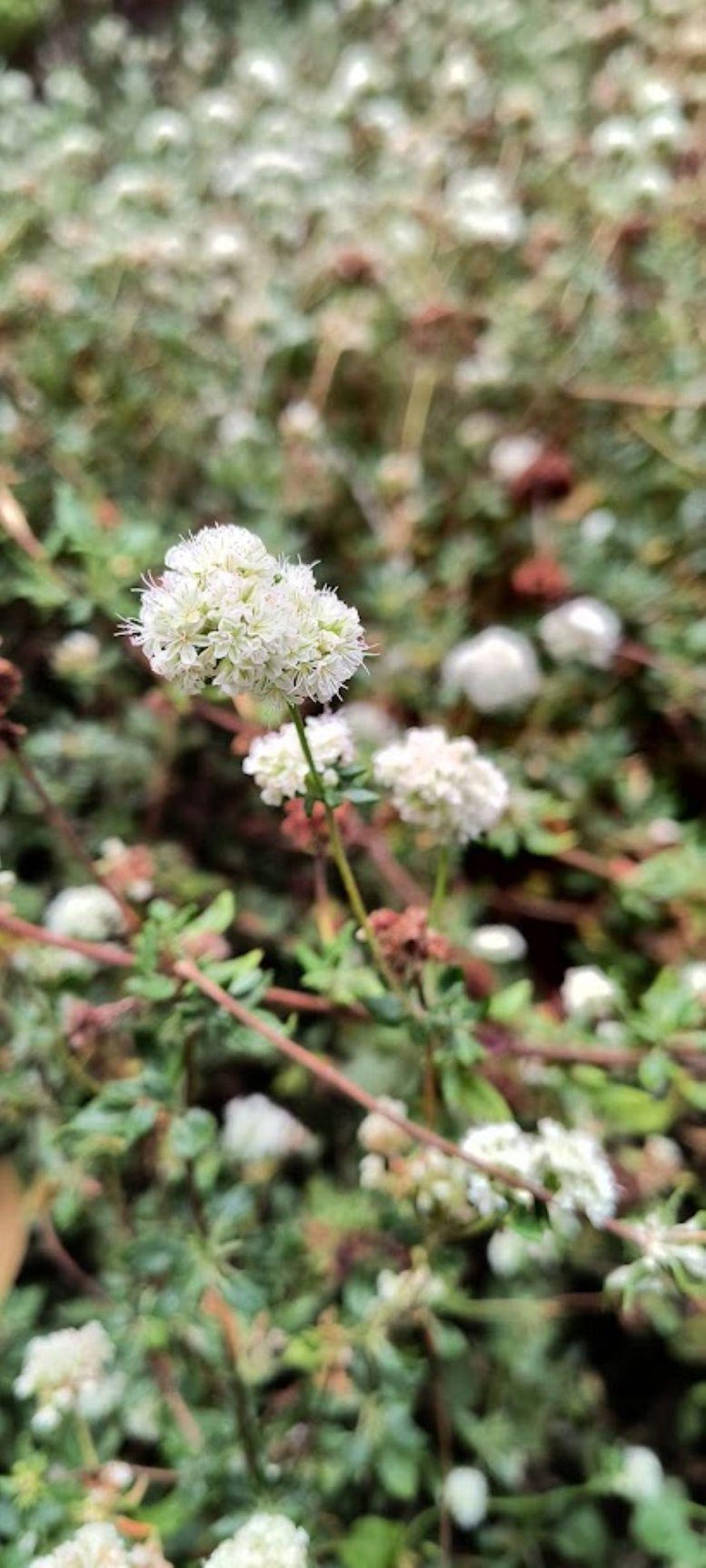 乾燥笹 Seacliff Buckwheat Seeds (eriogonum Parvifolium - Etsy