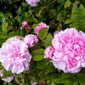 Jacques Cartier bare root 2 year old rose plant