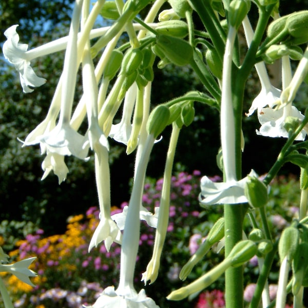 Nicotina Sylvestris Flowering Tobacco seeds