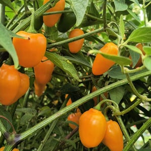 Chile Manzano Plant - Etsy