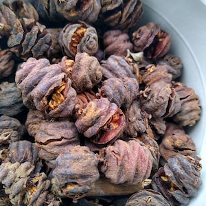 Semillas de secuoya del amanecer (Metasequoia glyptostroboides) 30 semillas por paquete