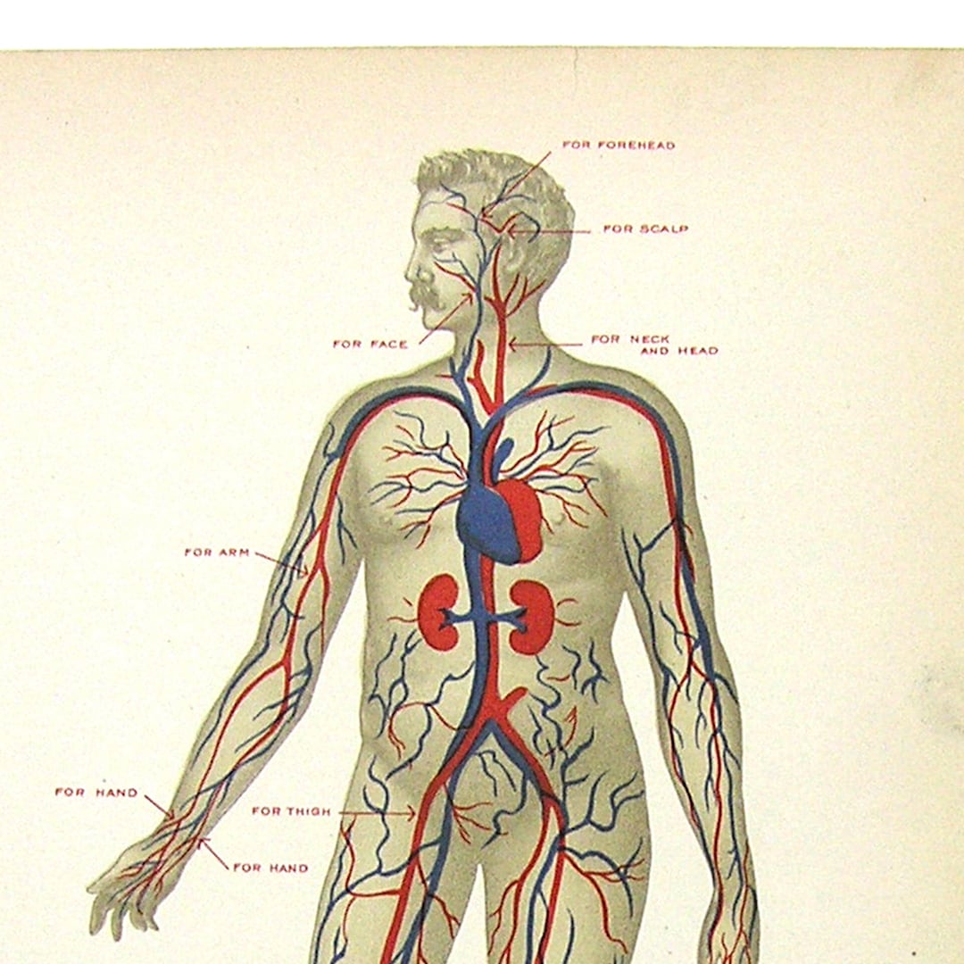 Medical Book Illustration 1901 Circulatory System Blood Vessels Veins