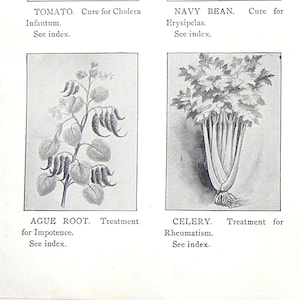 Vegetables and Herbs Tomato Navy Bean Celery Beet Grape Cayenne Pepper 1901 Botanical Art