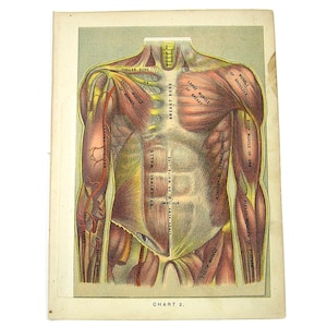 Medical Book Illustration 1901 Human Body Organs Muscles Bones