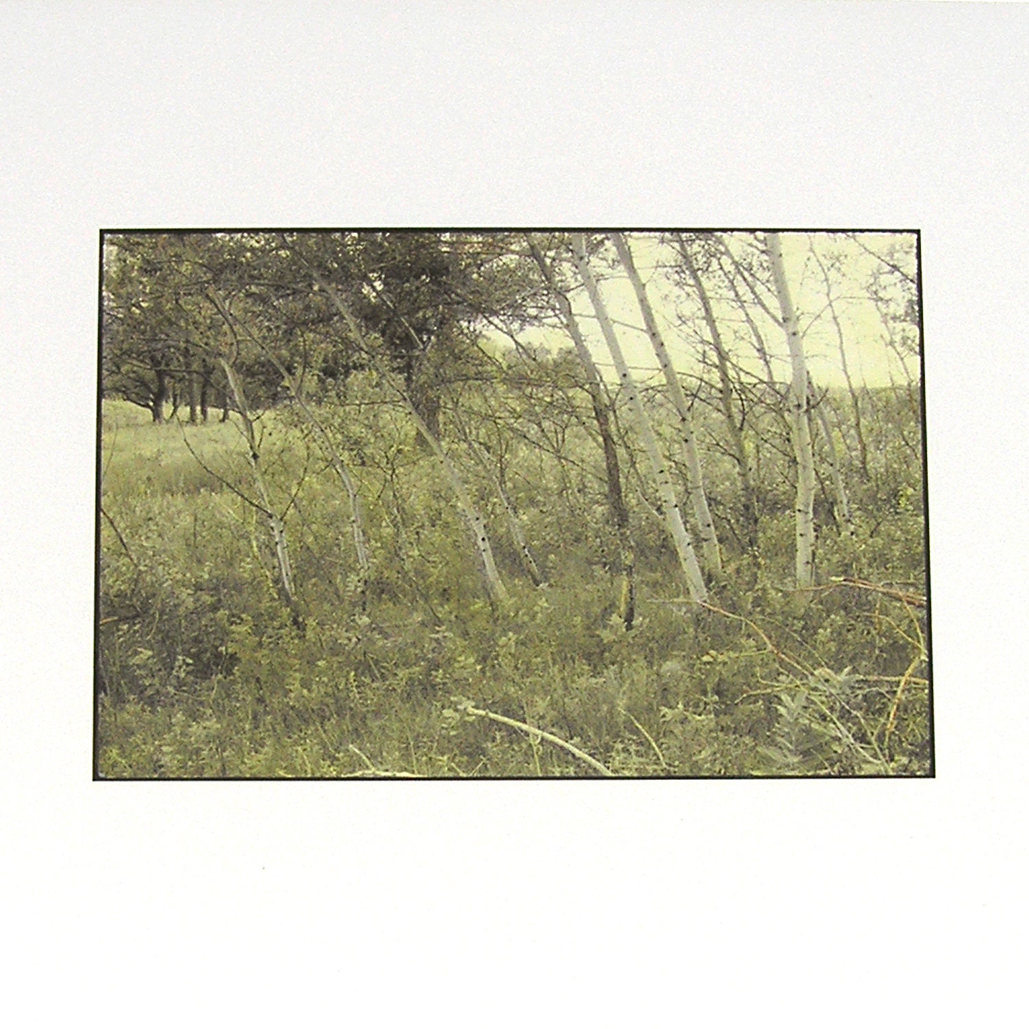 1987 Woodland Landscape Photograph Hand Colored Silver Print 8 x 10 Photograph Minnesota Woodland Photo