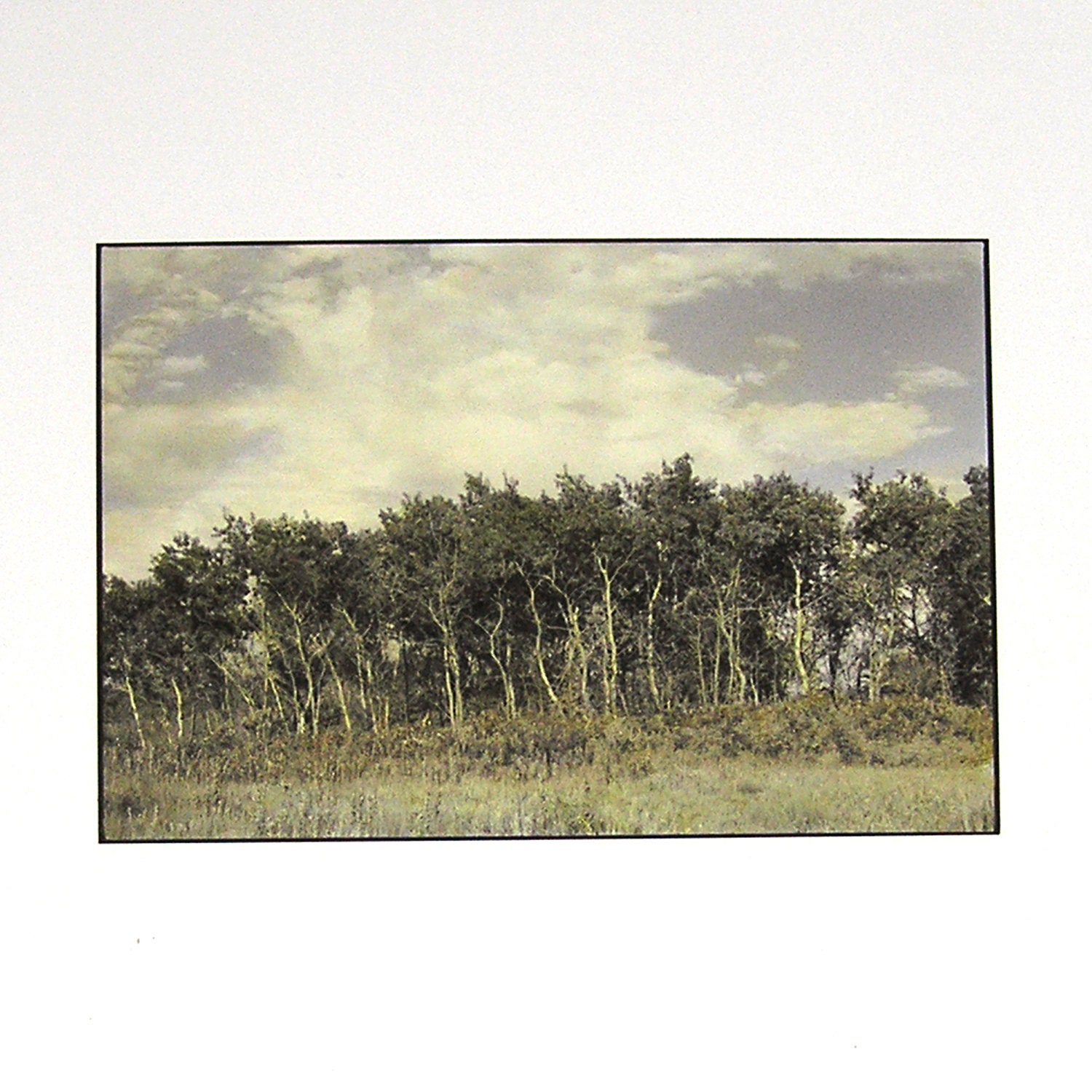 1987 Woodland Landscape Photograph Hand Colored Silver Print 8 x 10 Photograph Minnesota Woodland Photo