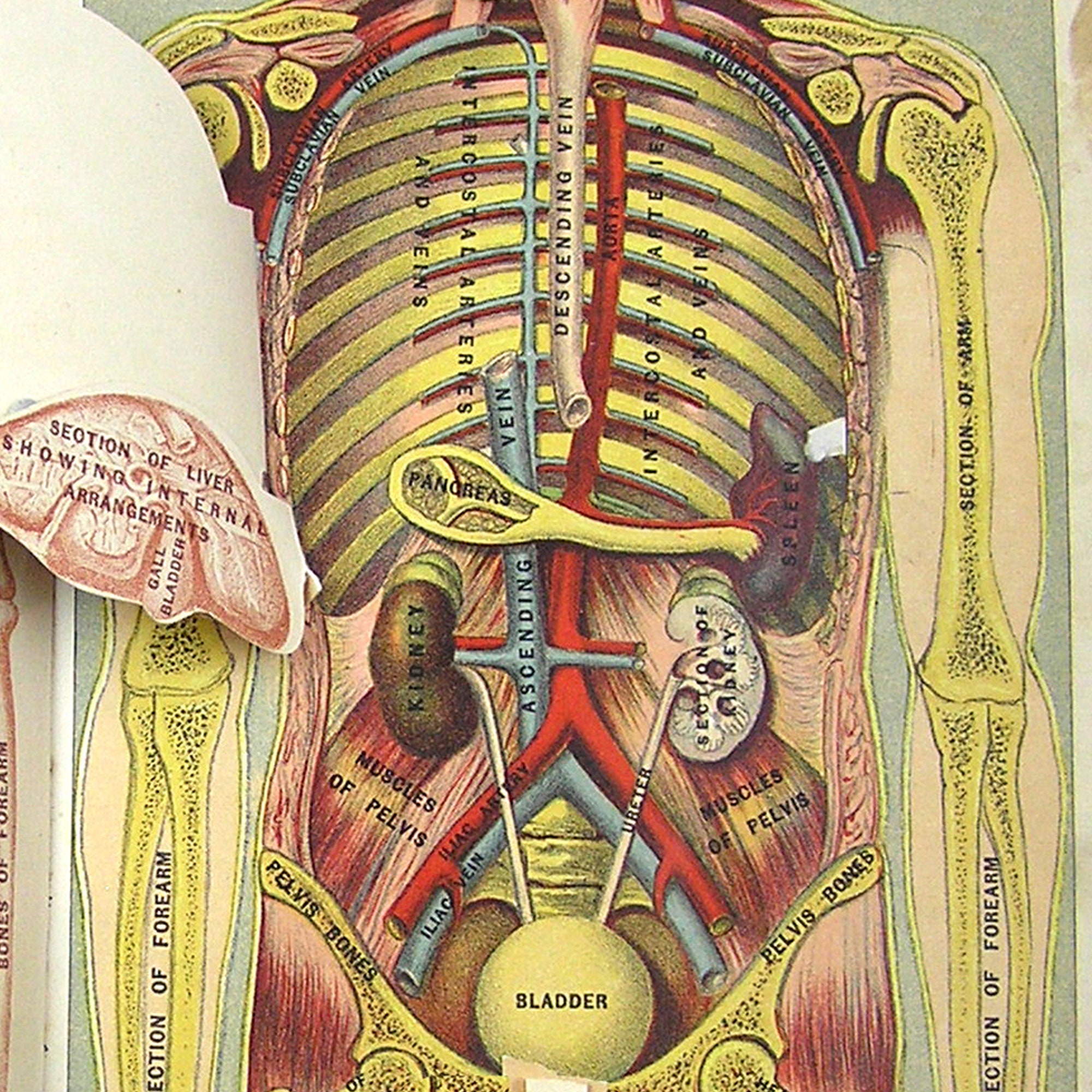 Medical Book Illustration 1901 Human Body Organs Muscles Bones - Etsy