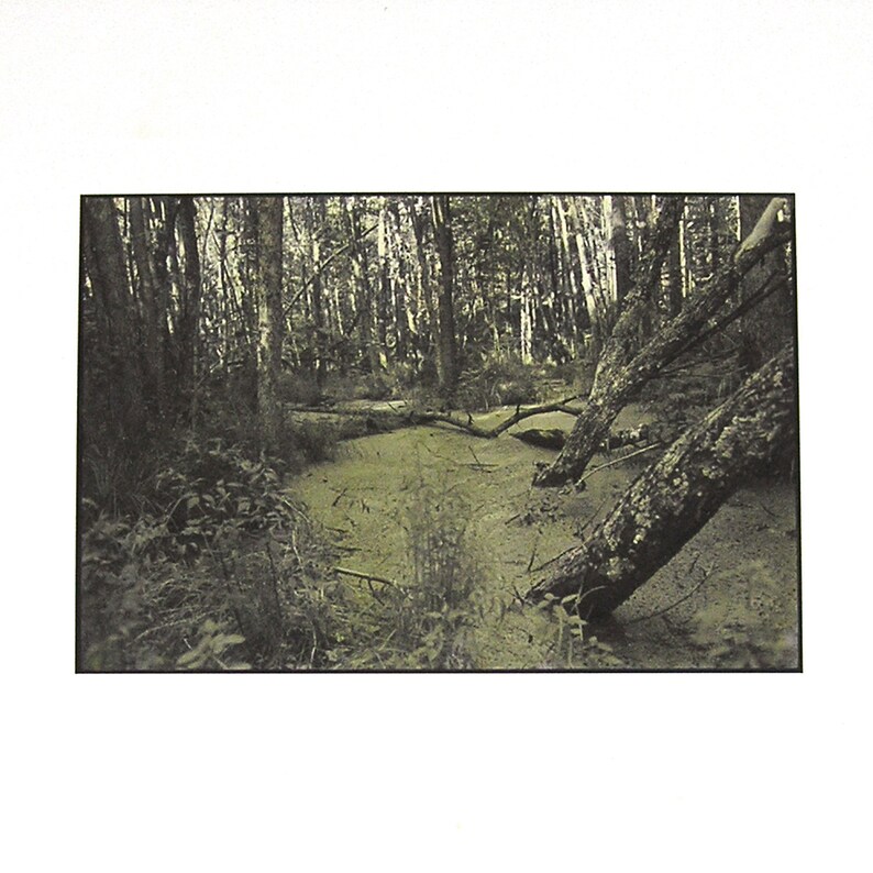 1987 Woodland Landscape Photograph Hand Colored Silver Print 8 x 10 Photograph Minnesota Woodland Photo