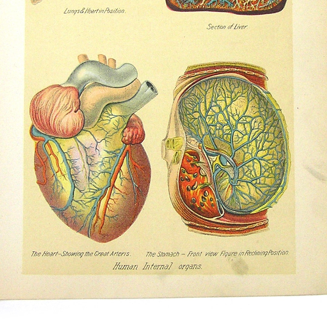 Medical Book Illustration 1901 Internal Organs Heart Stomach Liver