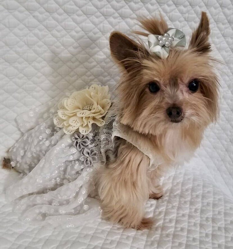 Dog Wedding Dress Flower Dog Dress Champagne Wedding the Etsy