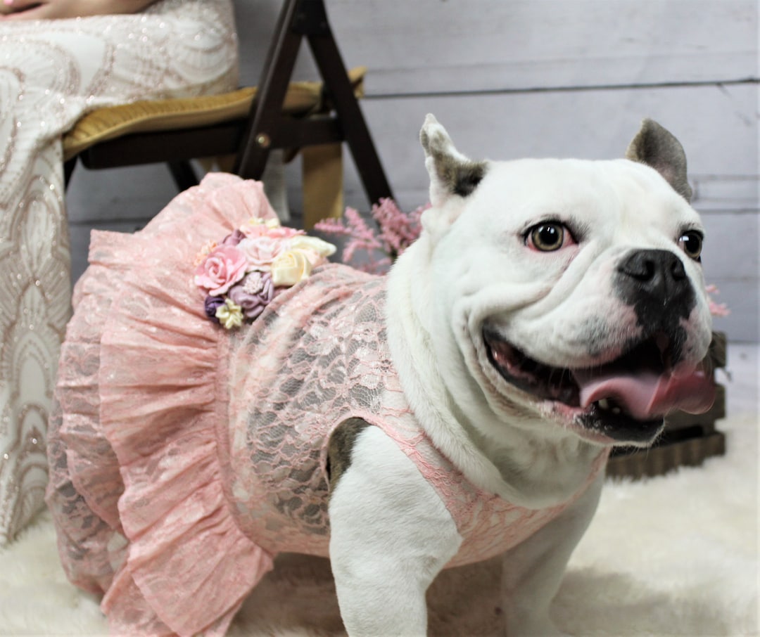 Wedding Dog Attire Dog Flower Girl Dress Blush Wedding Mauve, Blush