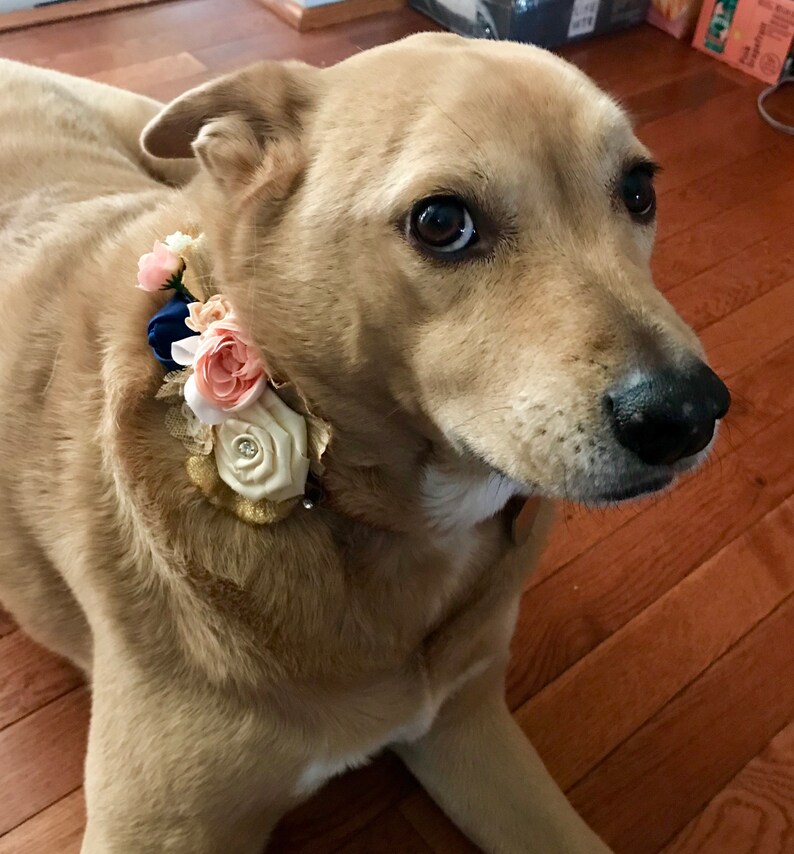 Wedding Dress for Dog Dog Flower Girl Dress the Rosalita Etsy