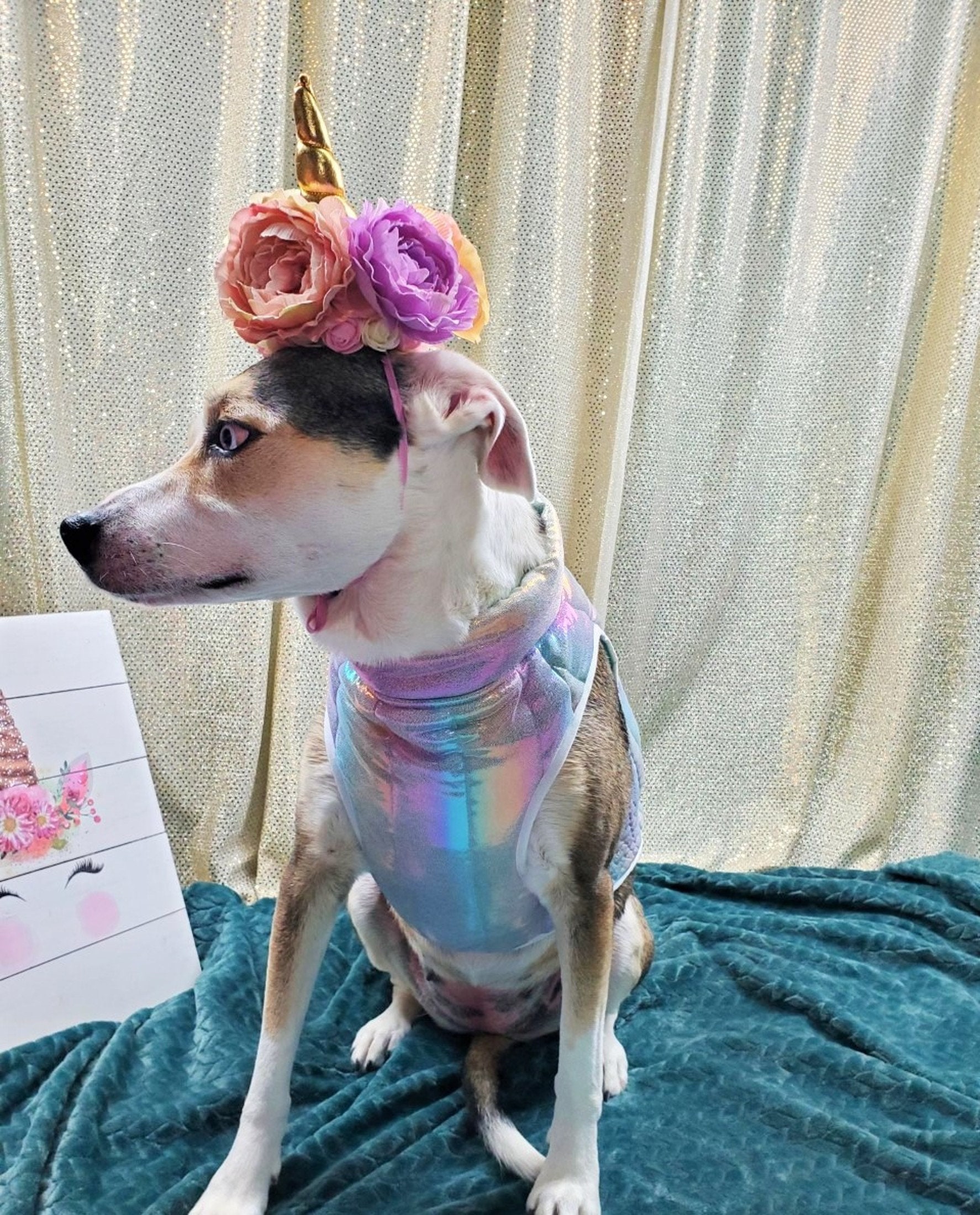 Unicorn clearance dog coat