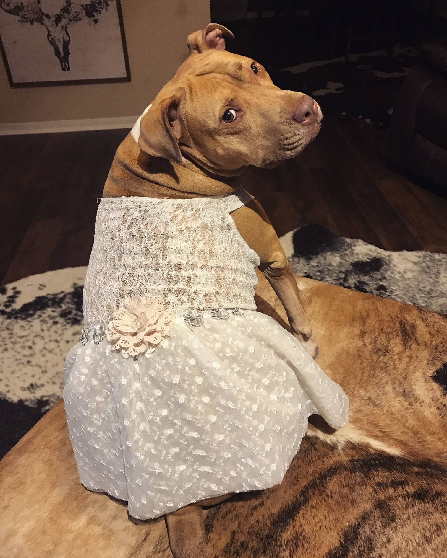 Dog wedding dress Flower Dog Dress champagne wedding The Etsy