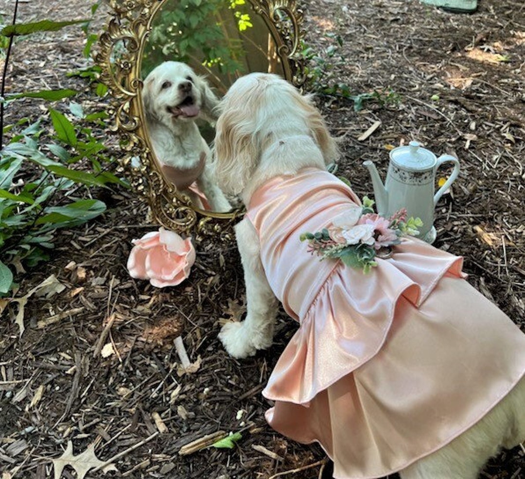 Laxury Dog Dress Blessing Babies【Bliss】 Laxury Dog Dress Blessing Babies【Bliss】 Laxury Dog Dress