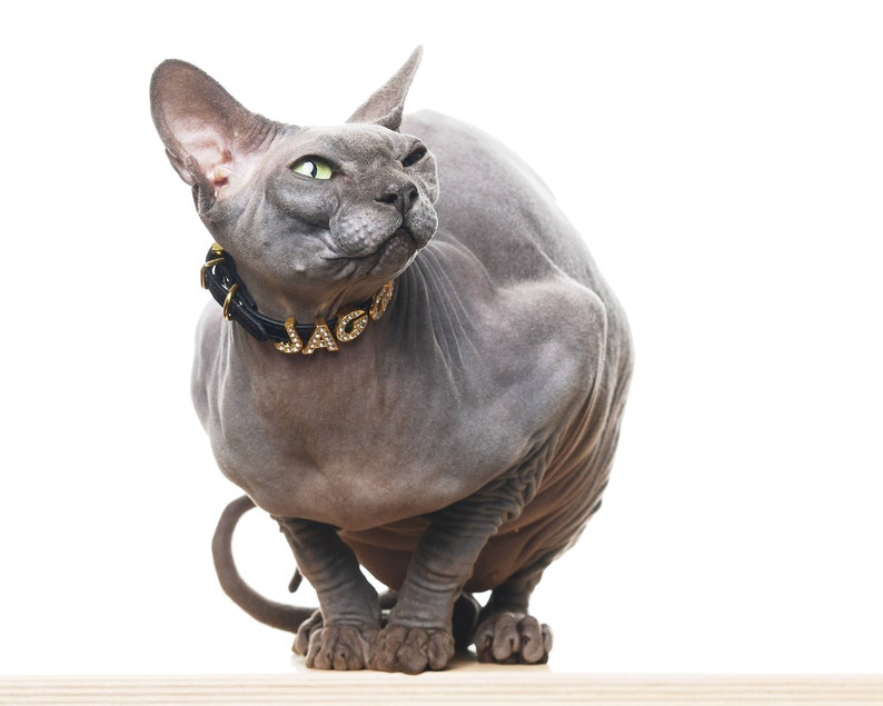 sphynx cat collar